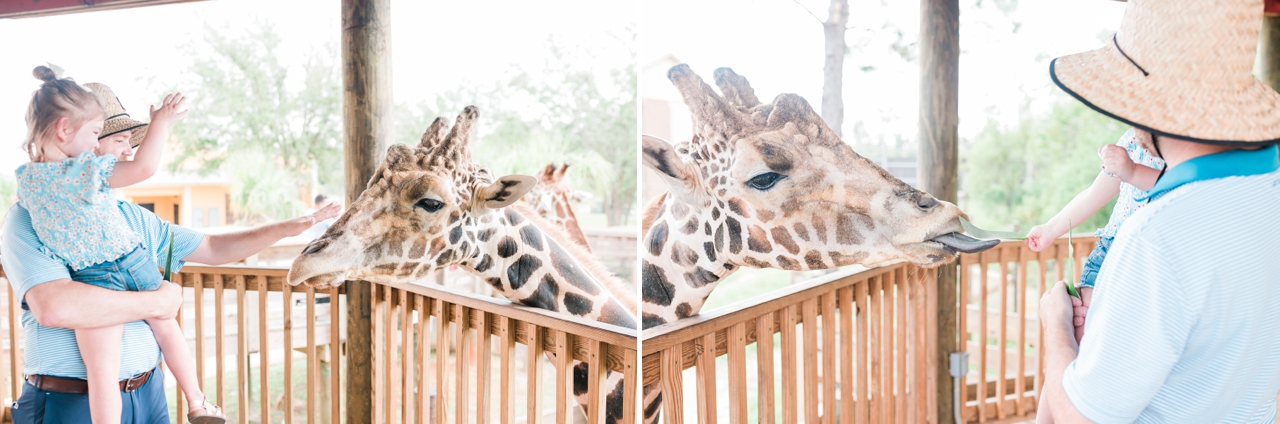 little girl and dad petting and feeding giraffe at gulf coast zoo in gulf shores alabama, family vacation