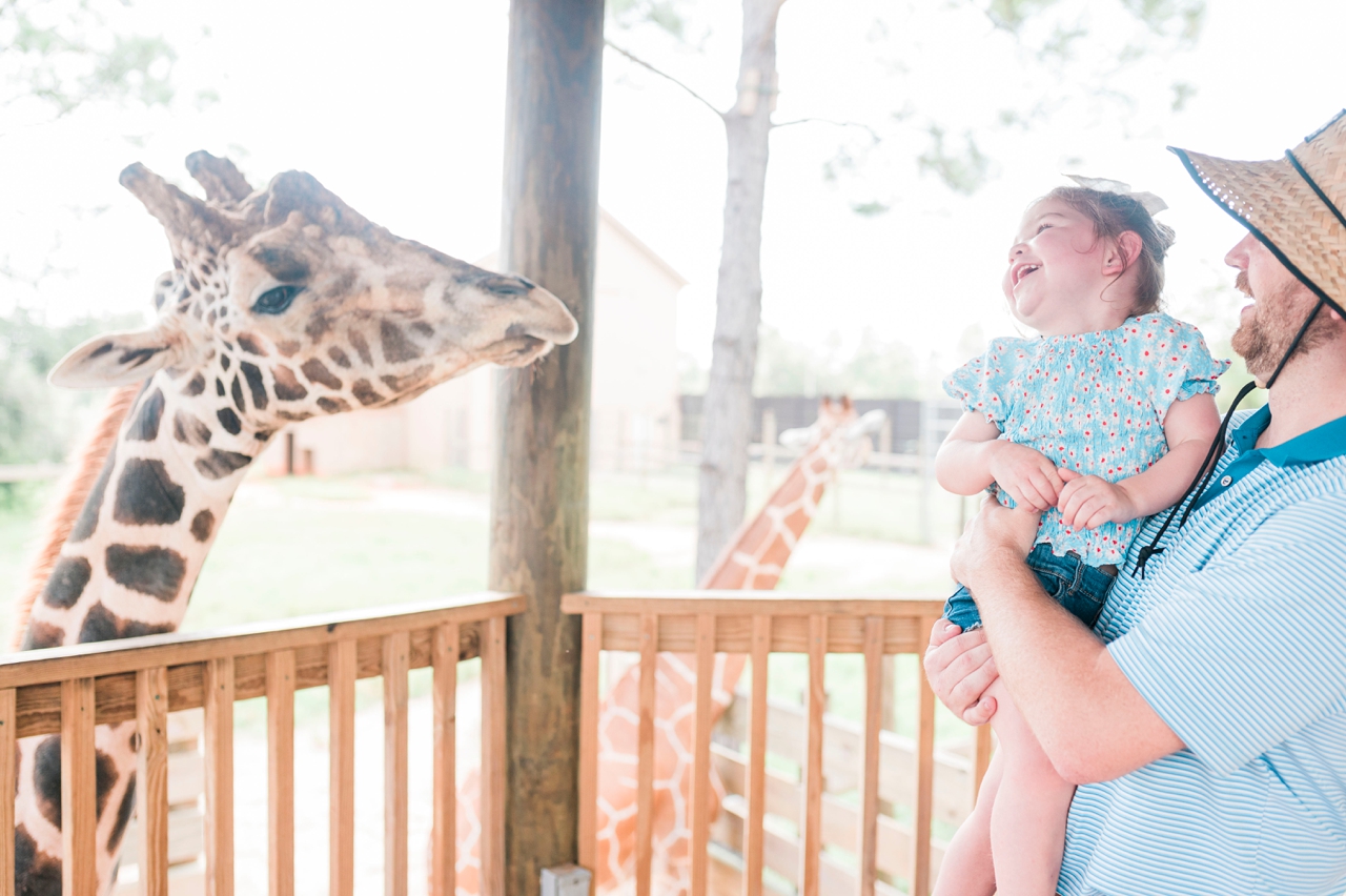 little girl and dad laughing while feeding giraffe at gulf coast zoo in gulf shores alabama