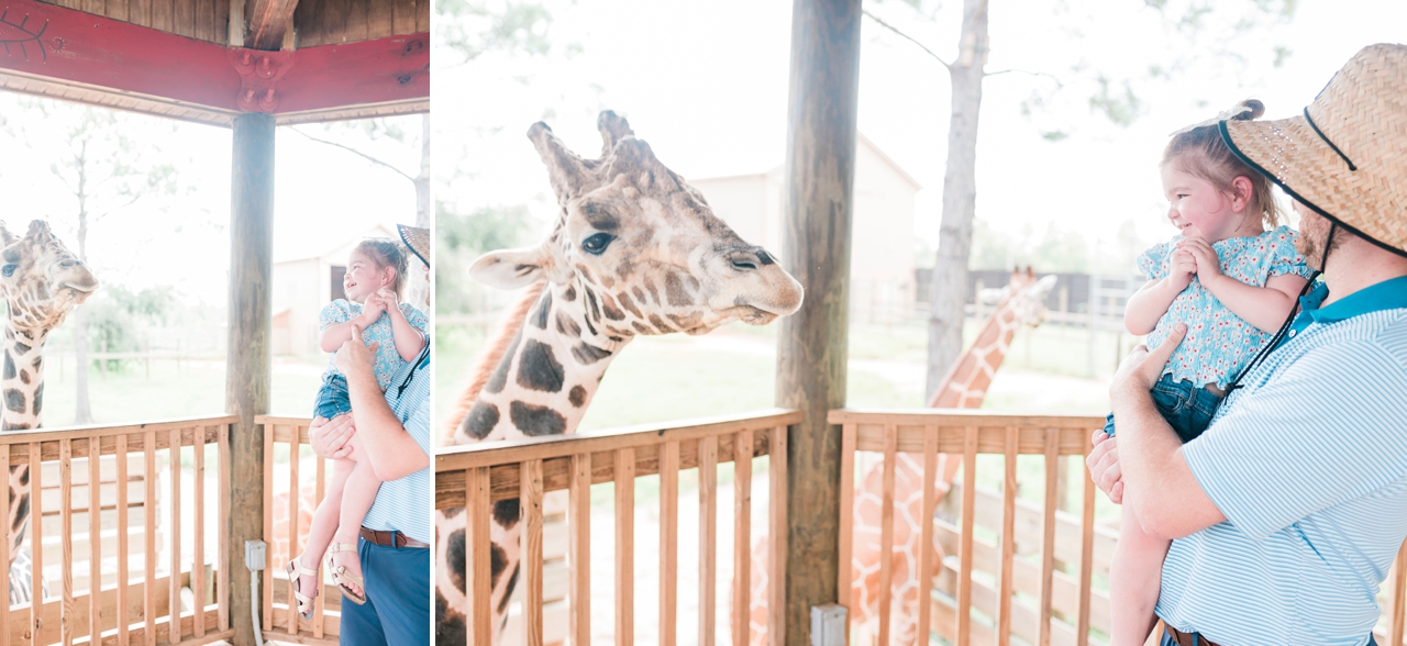 little girl and dad laughing feeding the giraffes at gulf shores zoo, family vacation in gulf shores