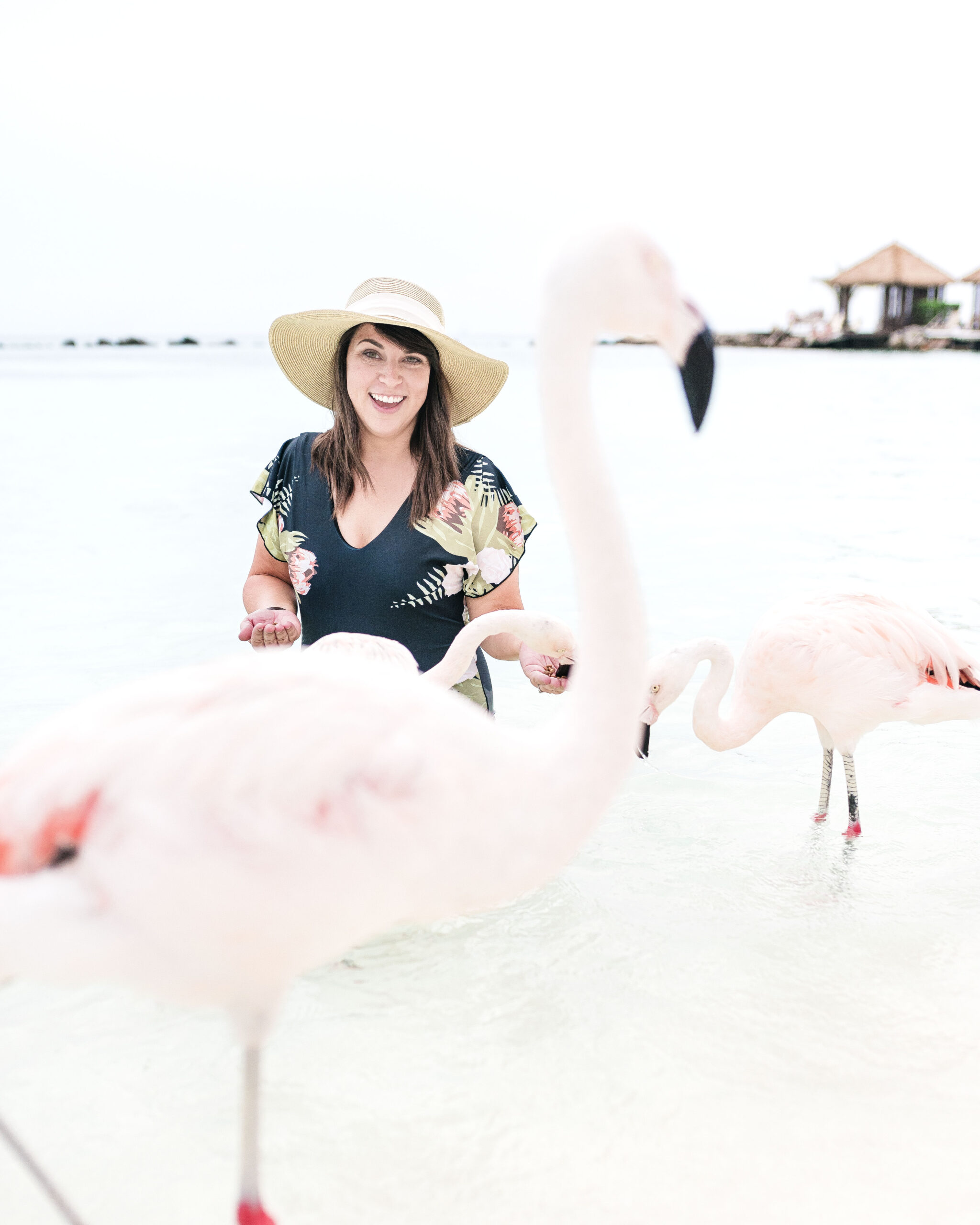 flamingo beach in arubafeeding flamingos on flamingo beach in aruba on renaissance island