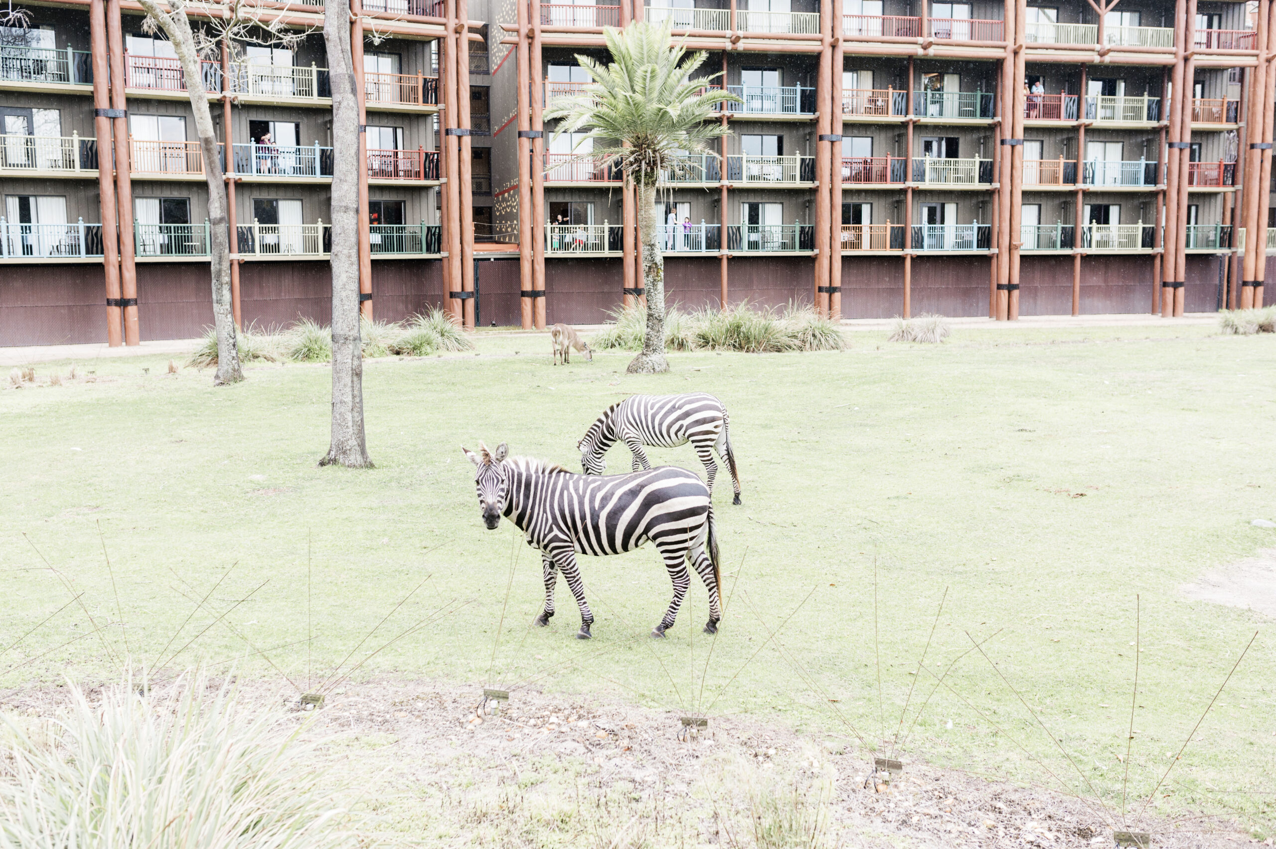 two zebras eating grass at disneys animal kingdom lodge, family resort in florida, best disney resorts