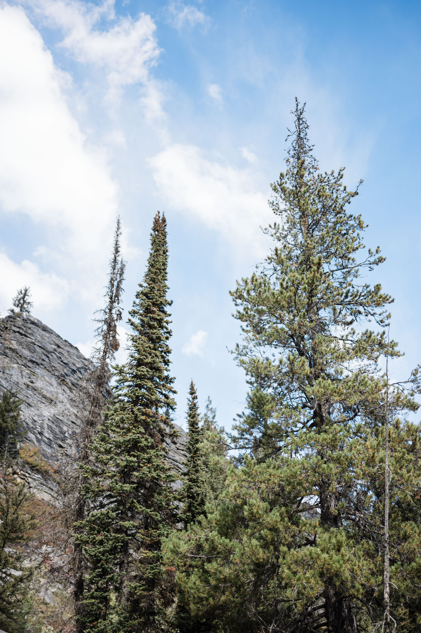 Grand Teton National Park trees and mountain rocks