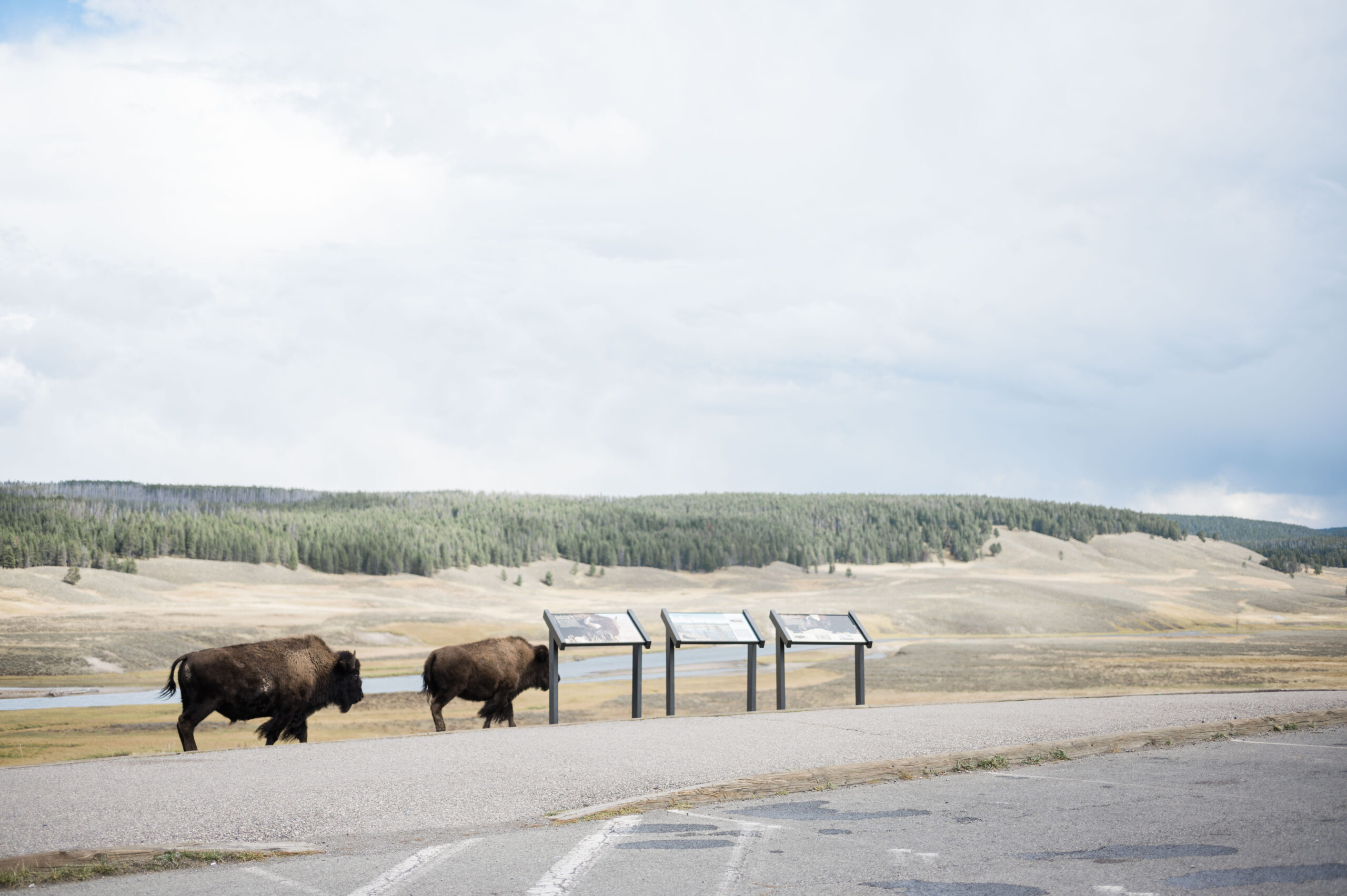 bison roaming in yellowstone national park, hayden valley