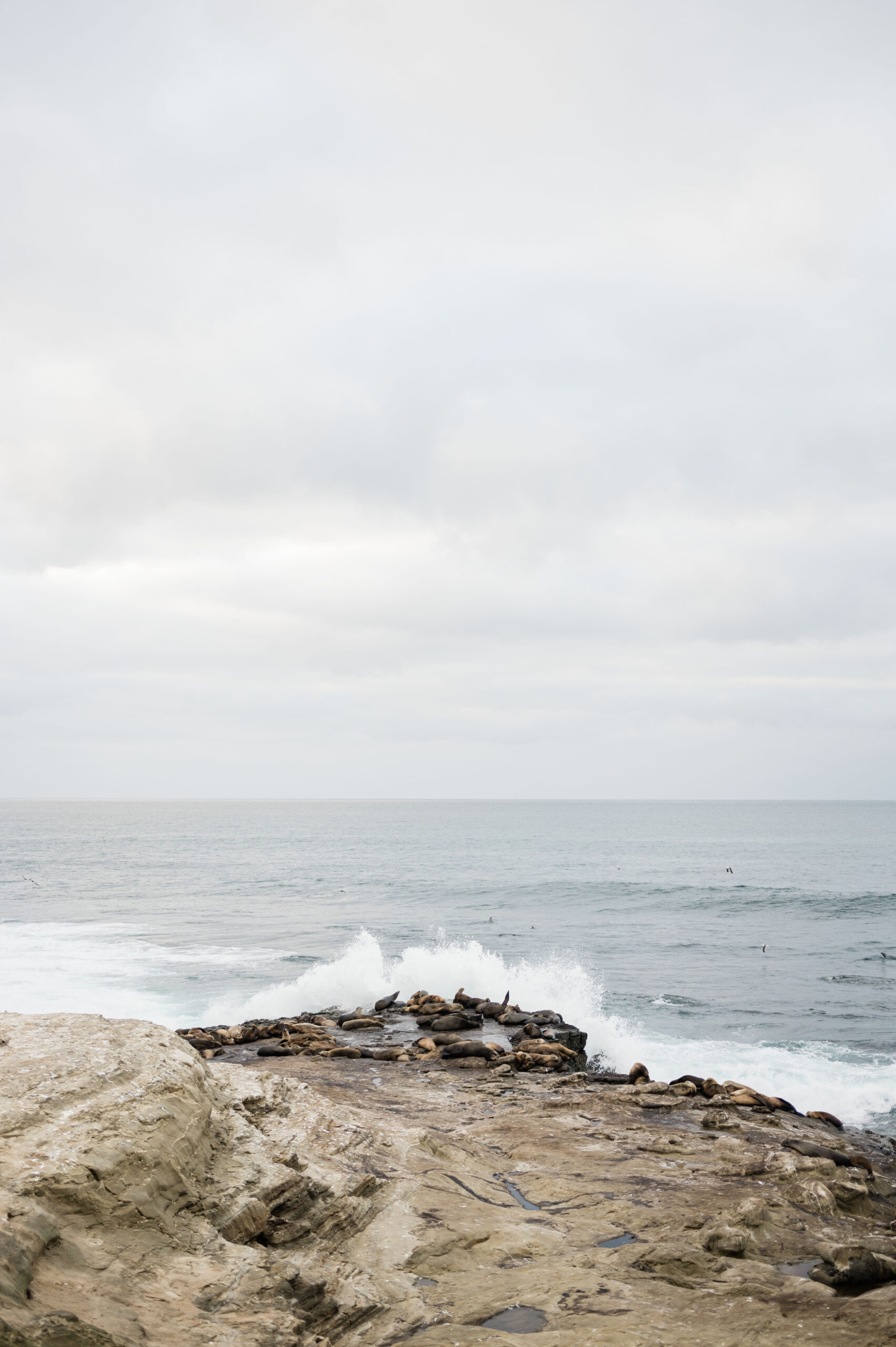 Sea Lions at La Jolla Cove