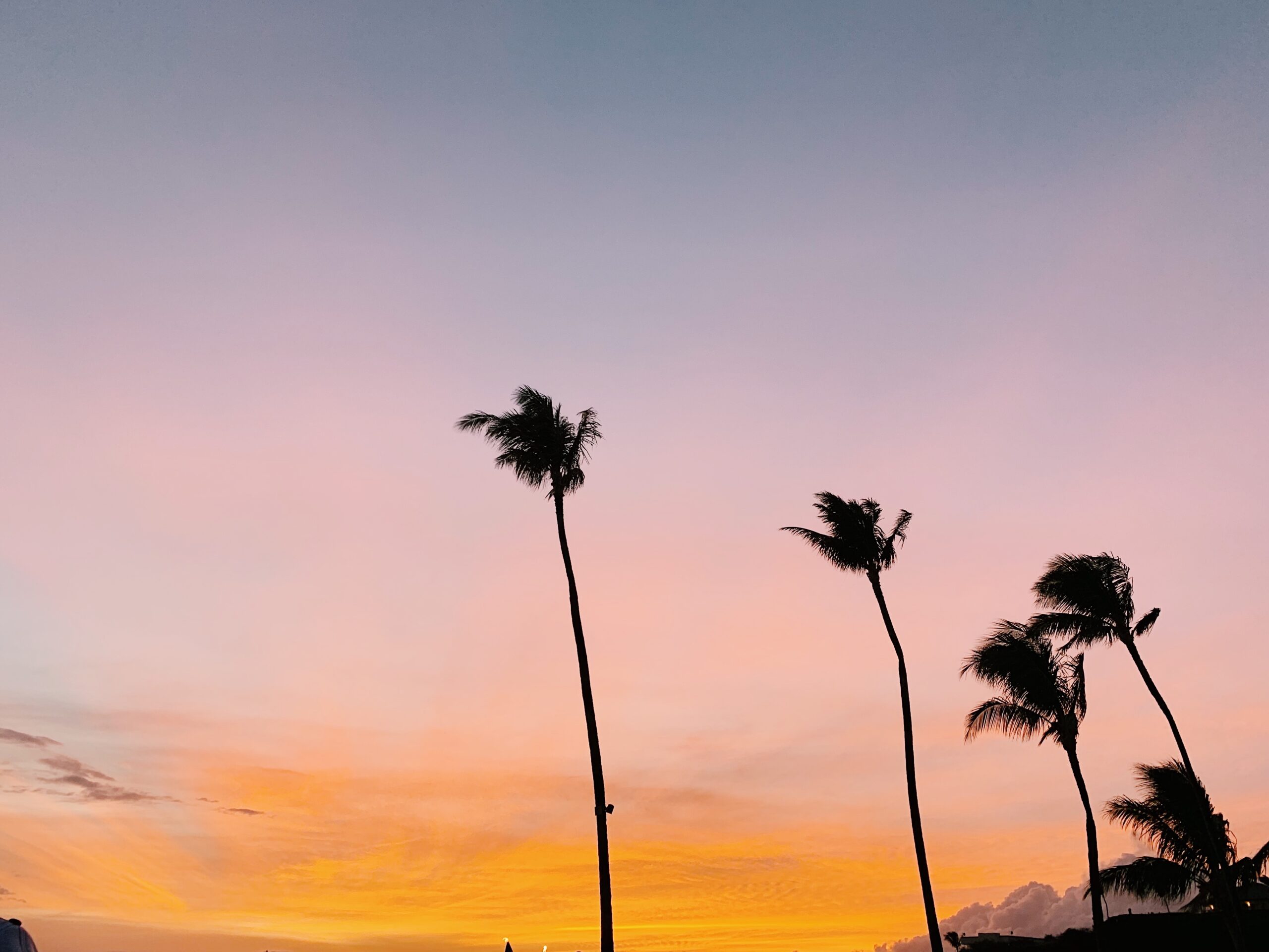 blue, orange, pink skies with silhouette of tall palm trees in maui hawaii.