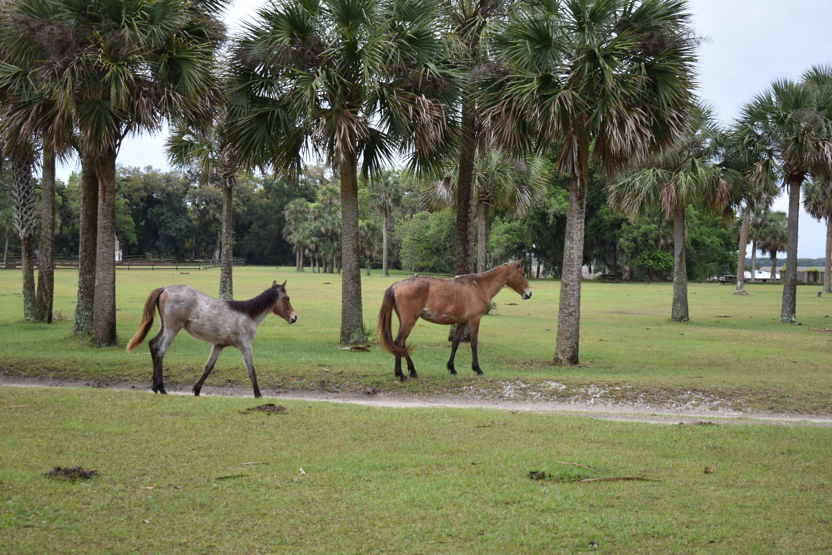 Photo by Well and Well Traveled Cumberland Island in Georgia with horses walking by--day trips from Florida