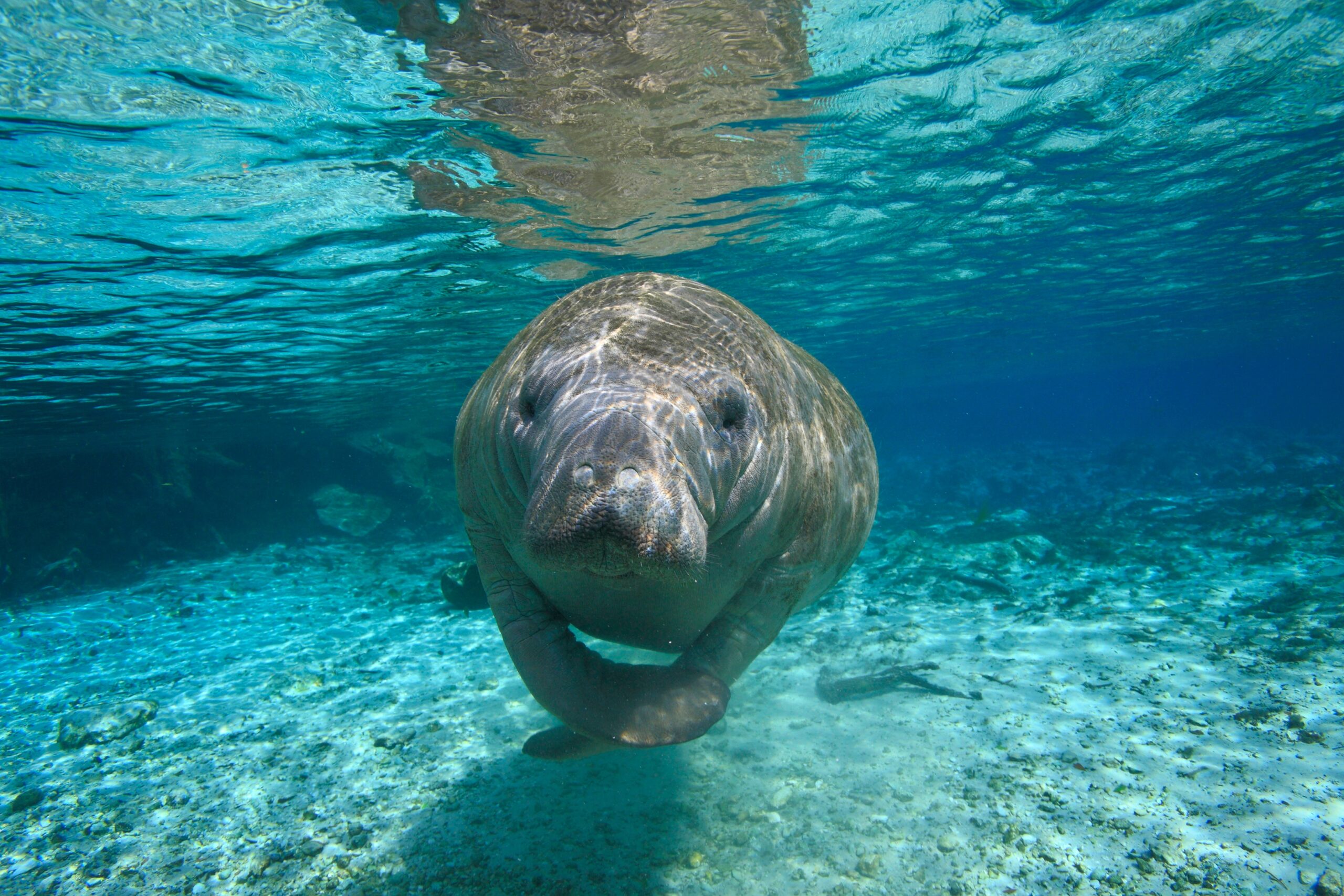 manatee under water in crystal river Florida, great day trips from Orlando
