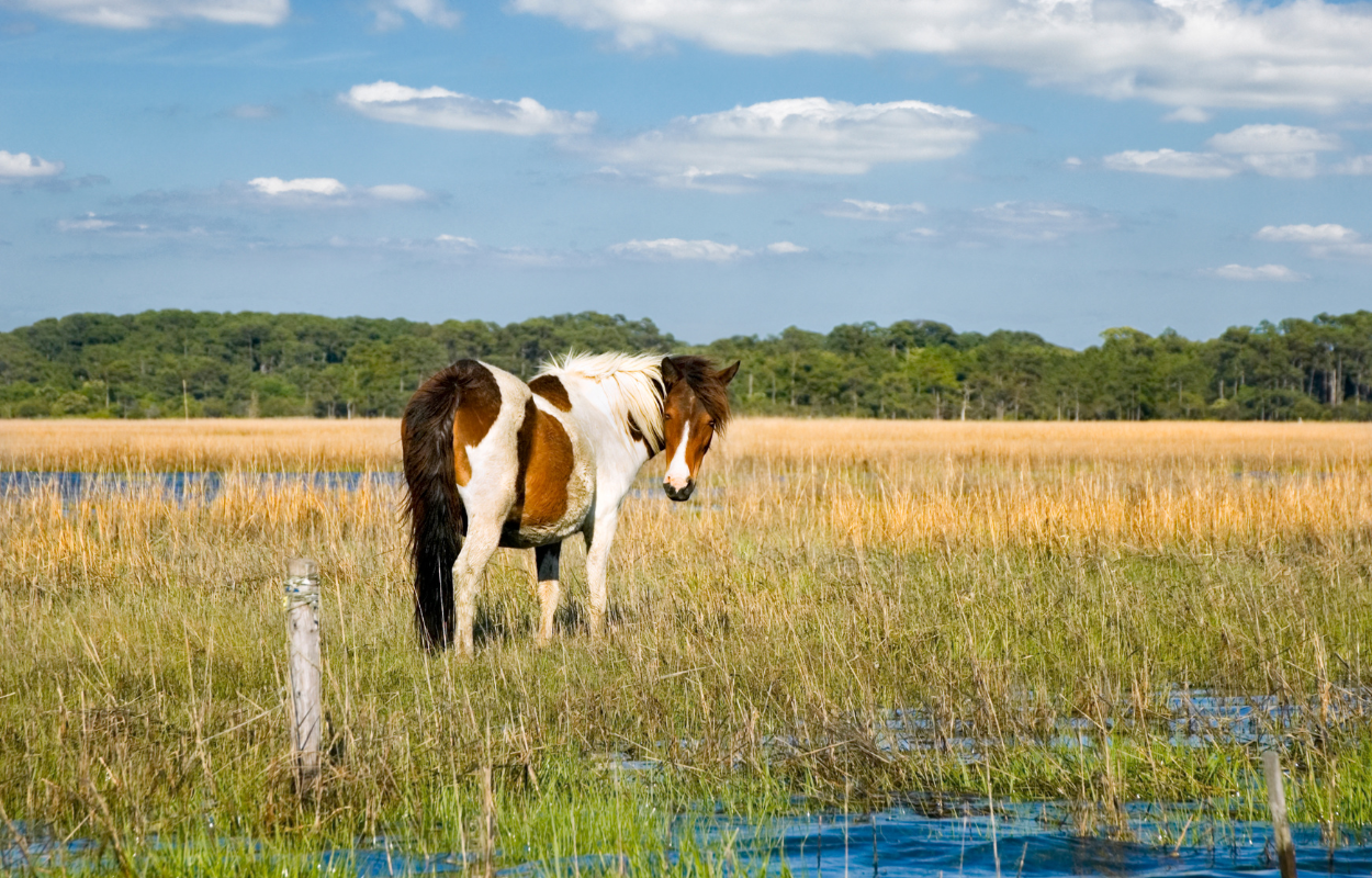 Pony in Chincoteague, Virginia