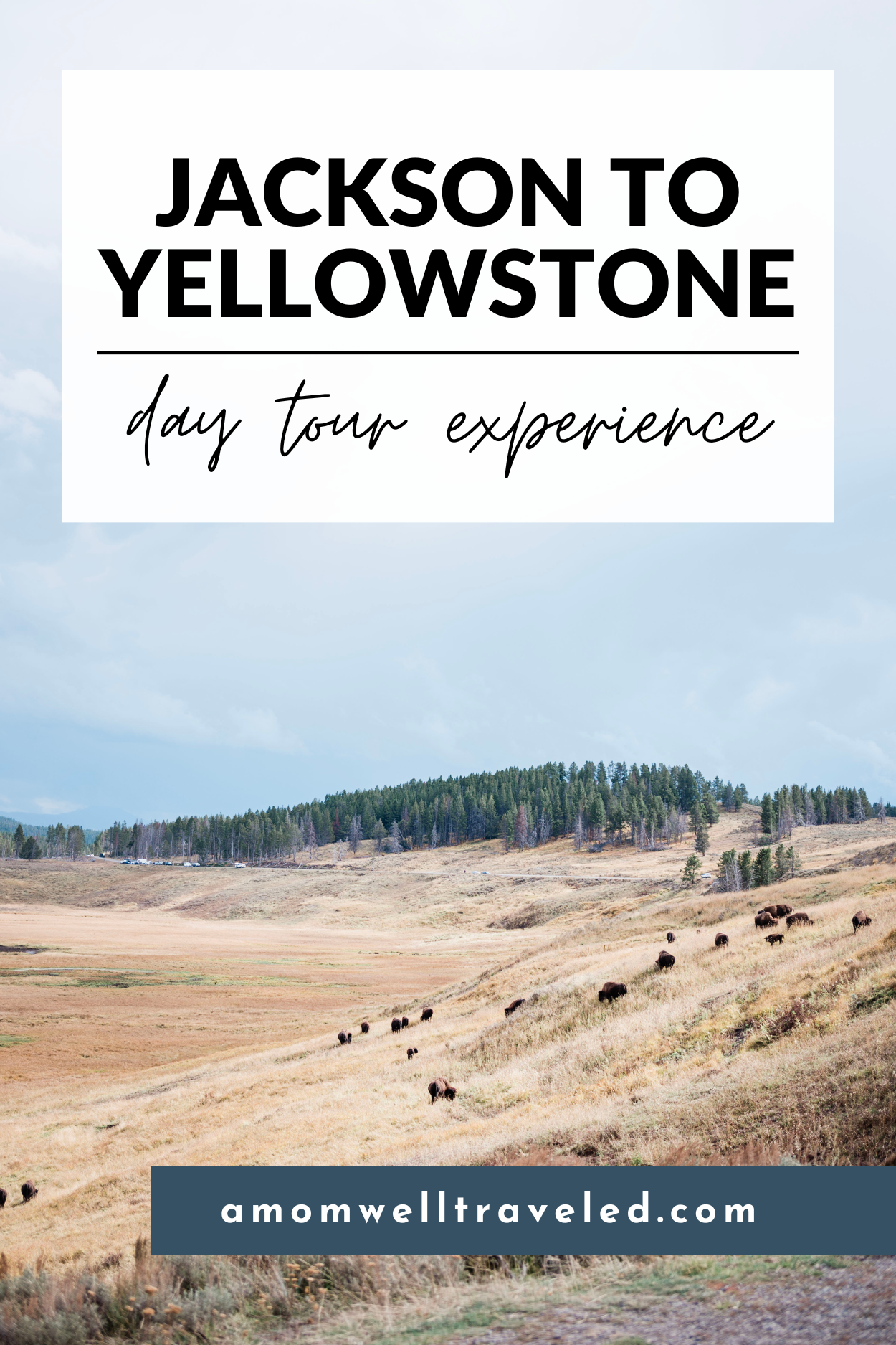 Yellowstone Day Trip from Jackson Hole