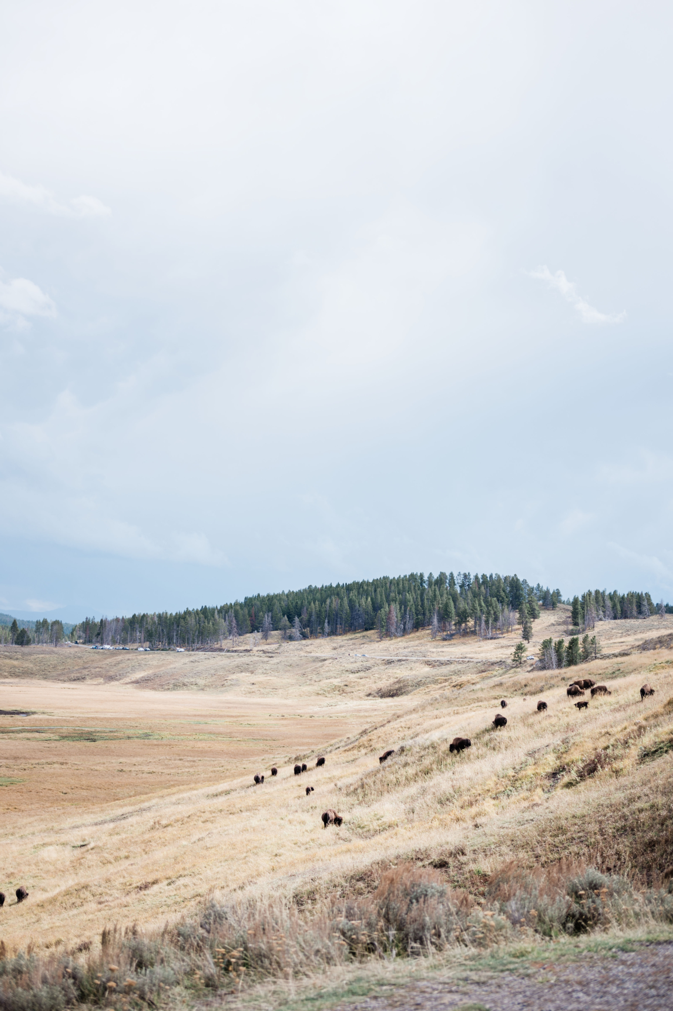Bison in Hayden Valley in Yellowstone National Park during a day tour from Jackson Hole. 