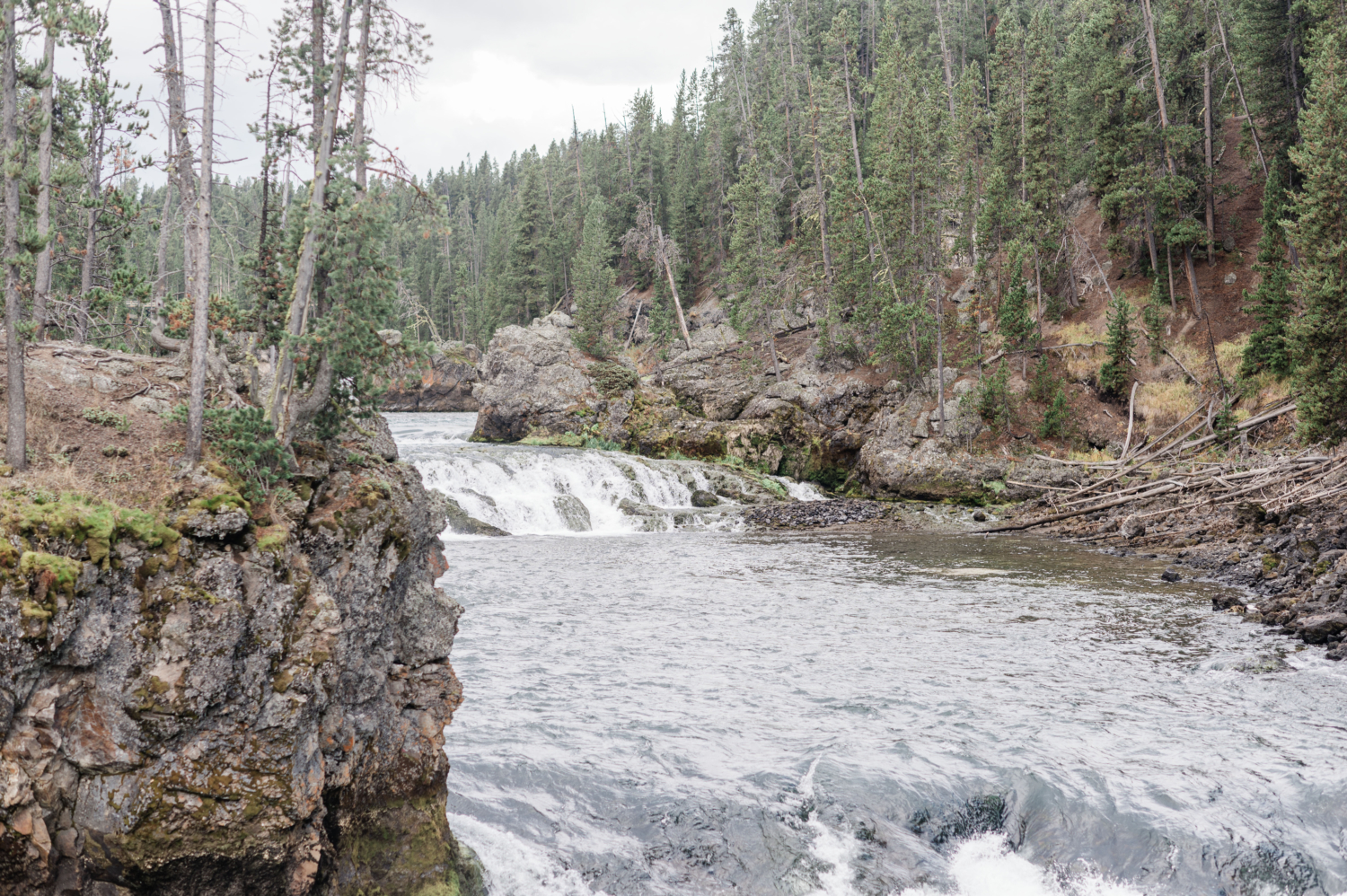 Yellowstone river and lower falls in Yellowstone National Park surrounded by rocks and tall luscious trees--stop during yellowstone day tour from jackson hole 