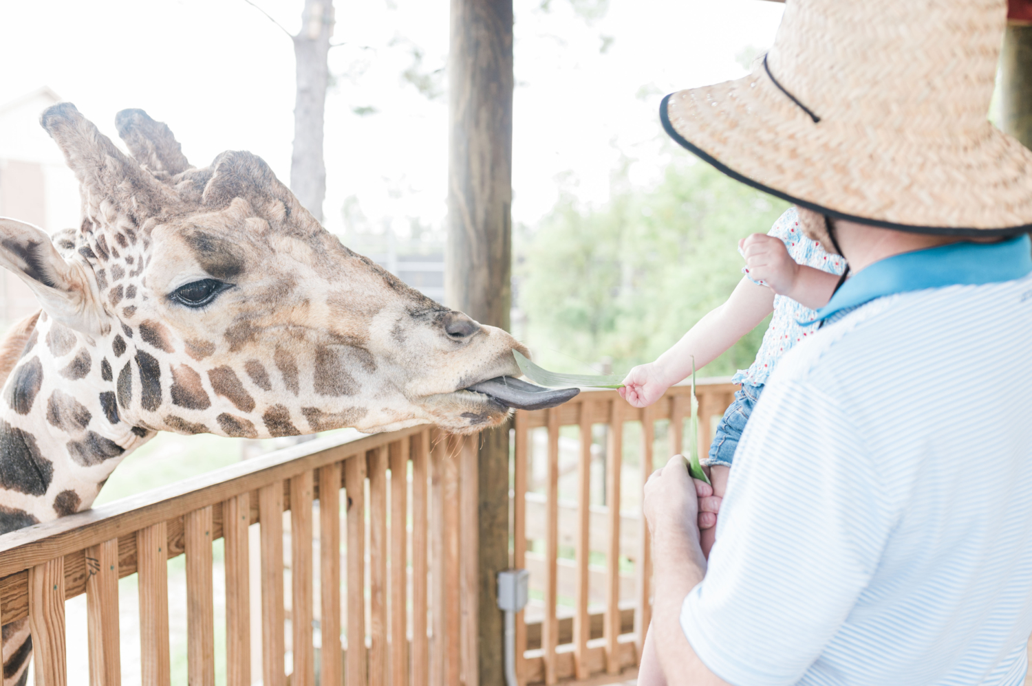 John Naylor holding daughter who is holding out a leaf for a giraffe to eat at the Alabama Gulf Coast Zoo.