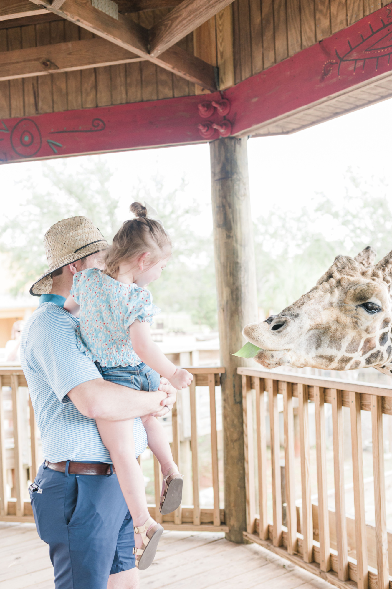 John Naylor holding daughter as they feed a giraffe at the Alabama Gulf Coast Zoo in Gulf Shores, Alabama--week in Gulf Shores, Alabama, backwards beach day activities