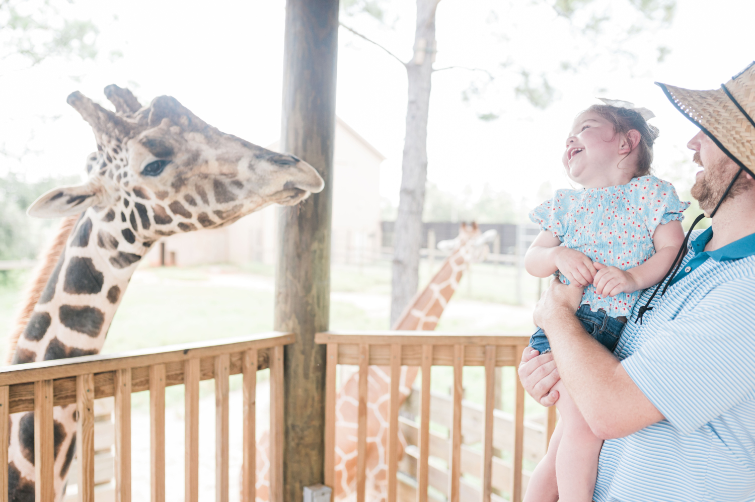 John Naylor holding daughter who is laughing while looking at a giraffe at the giraffe feeding at the Alabama Gulf Coast Zoo in Gulf Shores, Alabama--a backwards beach day activity