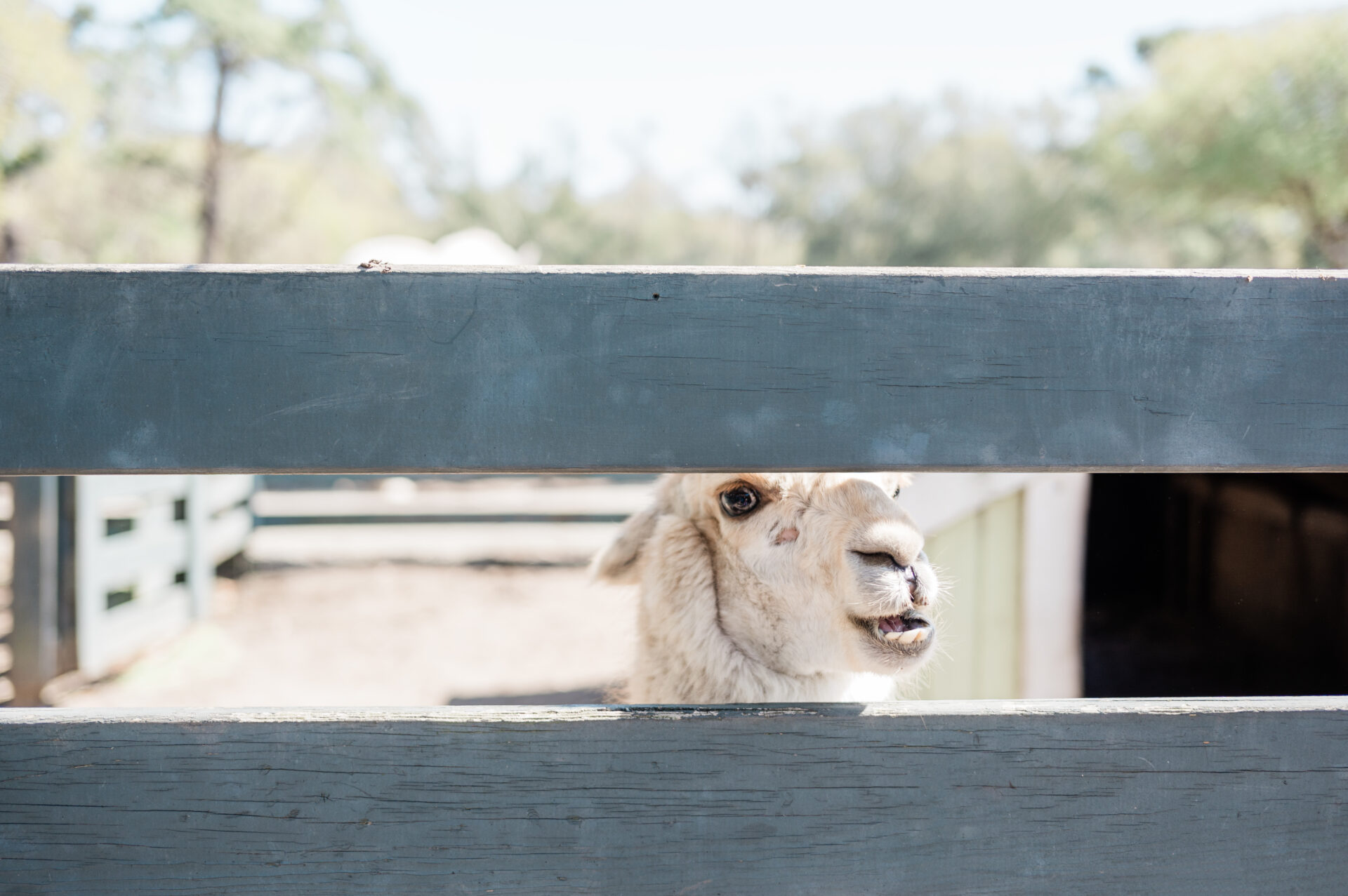 Alpaca sticking his face in between fence posts at Lawton Stables