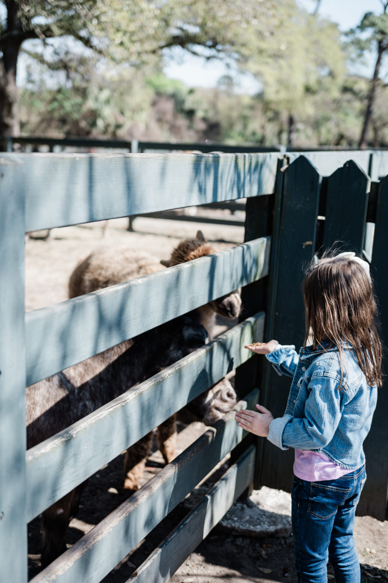 Eleanor holding her hand out to feed donkey at petting farm at Lawton Stables in Sea Pines